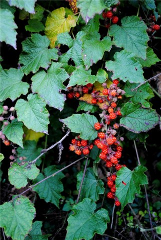 dsc_0710_副本.jpg