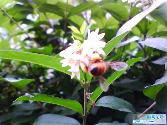 IMG0337A.jpg