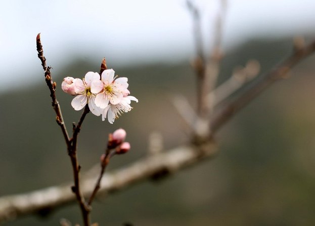 樱桃花BI0E7982.JPG