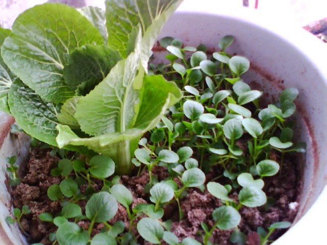 IMG0707A.jpg