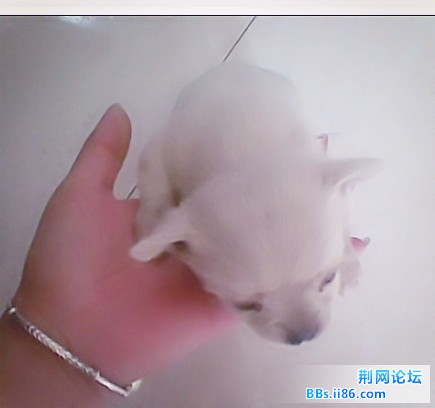 狗狗19_副本.jpg