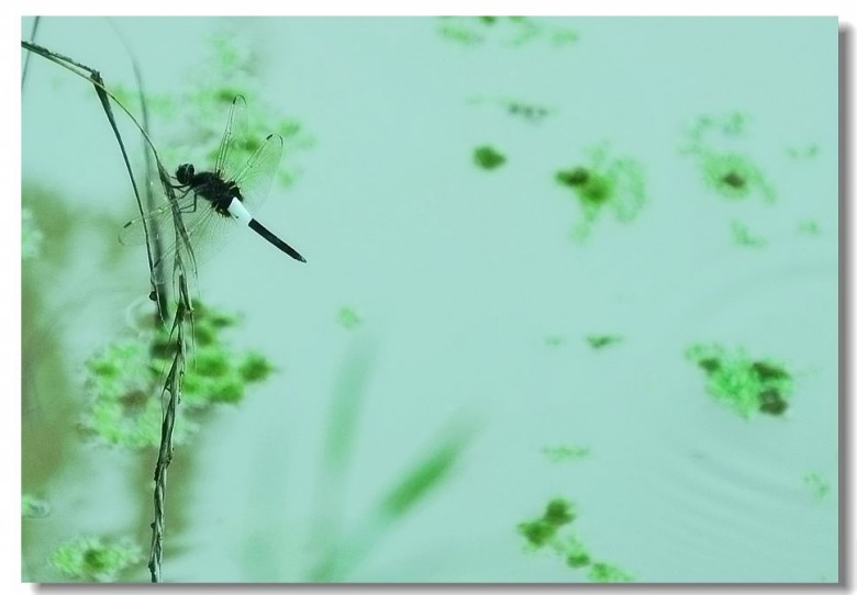 蜻蜓.jpg