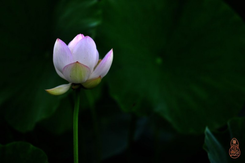 DSC_1774.jpg