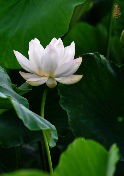DSC_1806.jpg