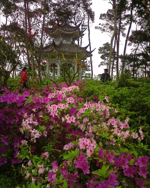 桃花岛啊.jpg