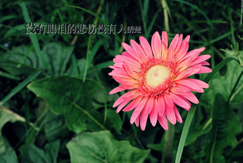 DSC_1293_副本.jpg