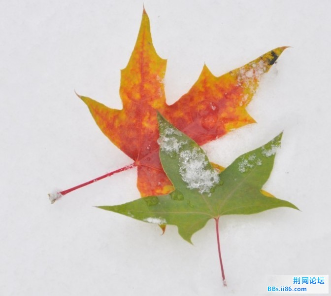 初雪23.jpg