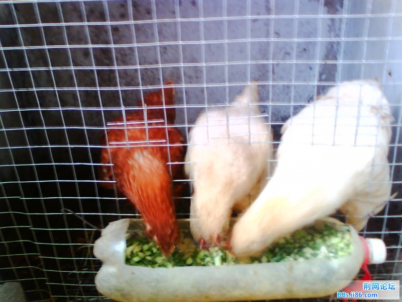 IMG0936A.jpg
