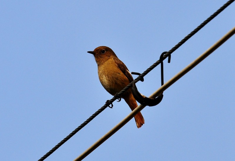 DSC_6118.jpg