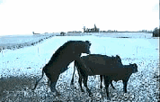 5.gif