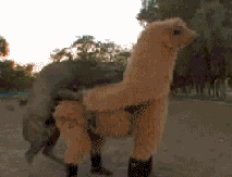 7.gif