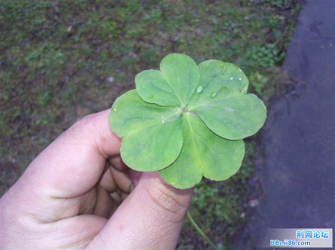 下午刚找到的四叶草