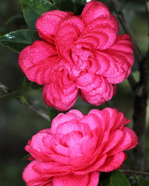 BI0E9068.JPG