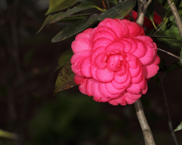 BI0E9062.JPG