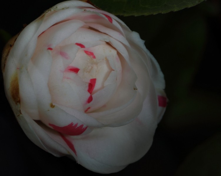 BI0E9177.JPG