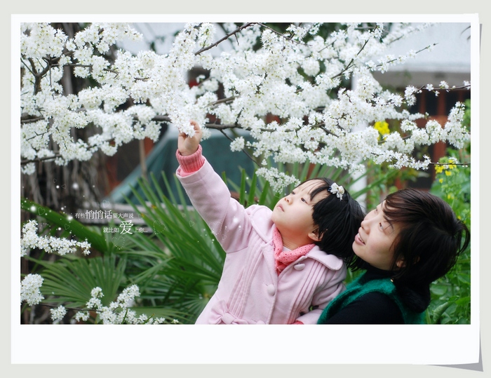 李花如雪2.jpg