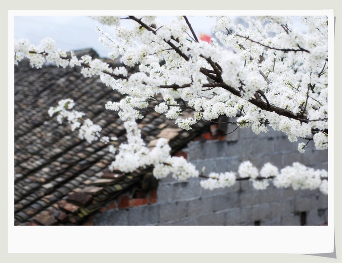 李花如雪1.jpg