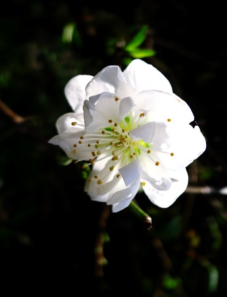 桃花.jpg