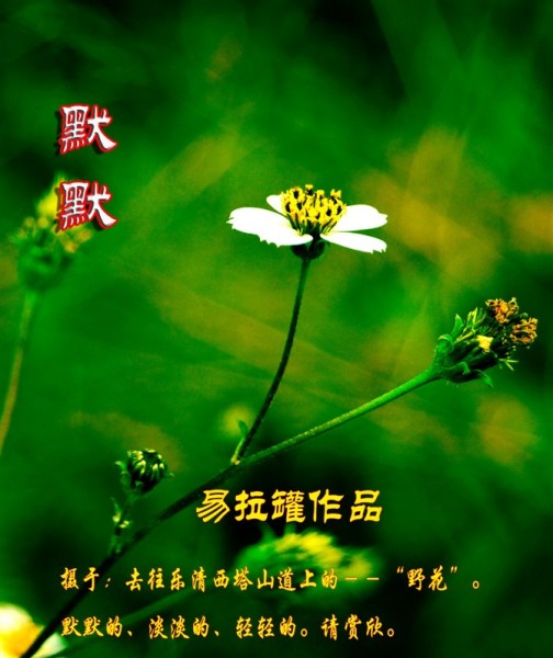 西塔野花