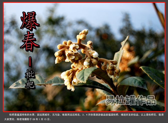 枇杷花.jpg