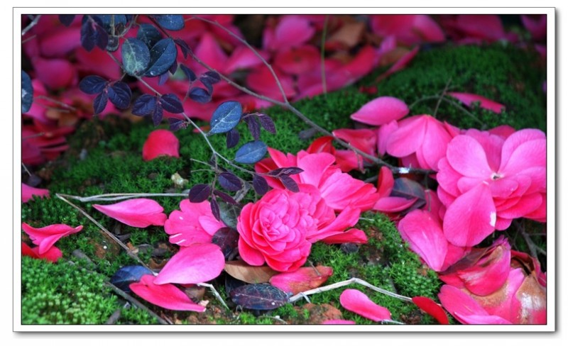 大岭茶花16.jpg