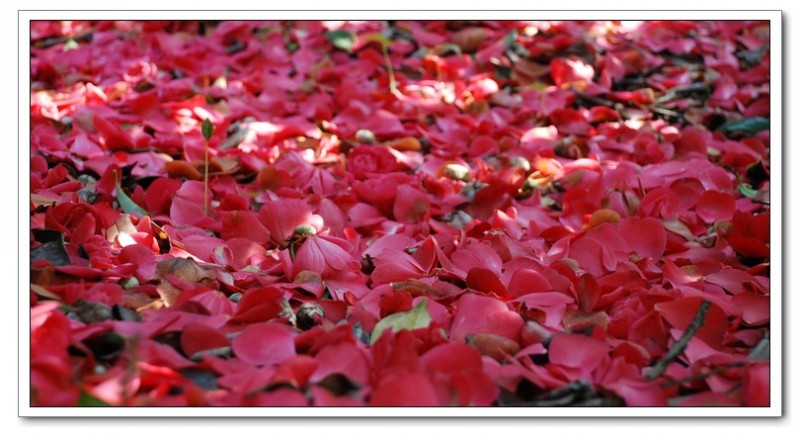 大岭茶花04.jpg