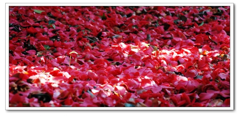 大岭茶花06.jpg