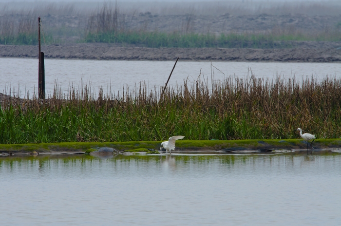 DSC_0515.jpg