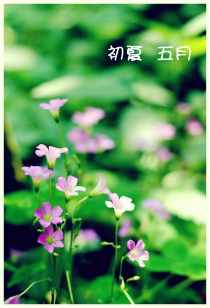 DSC_0041_副本_副本.jpg