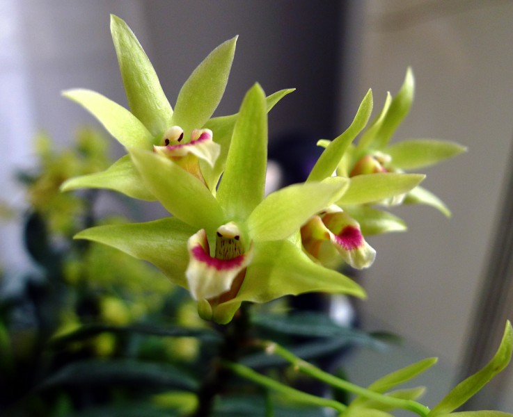 石斛花开2.jpg
