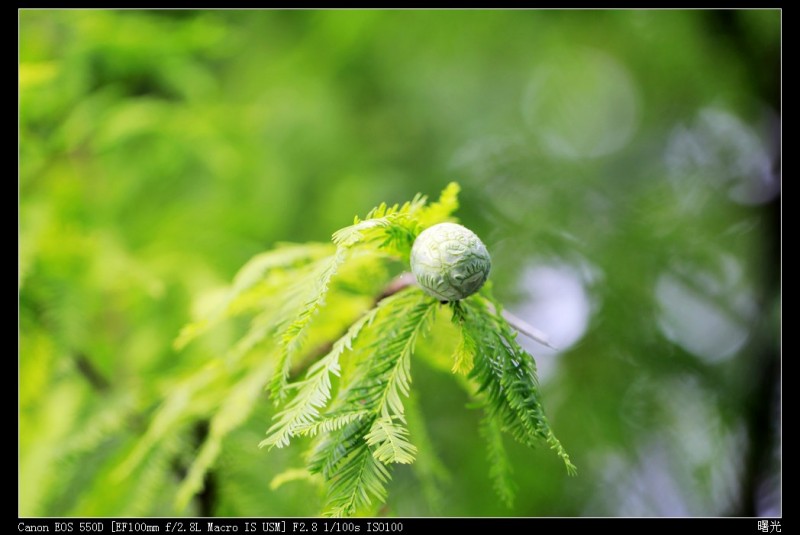 _MG_5785.JPG