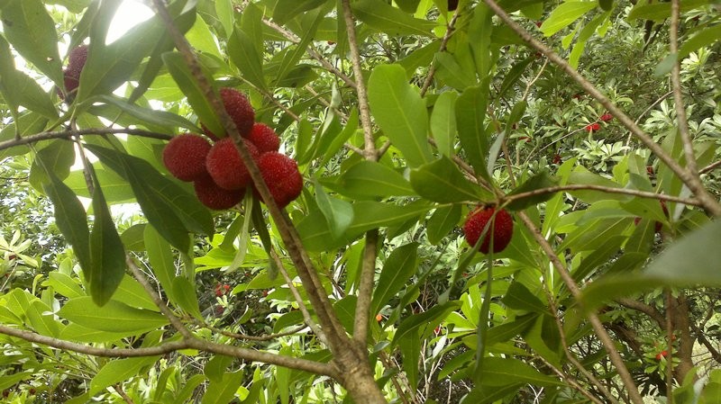 201206231089.jpg