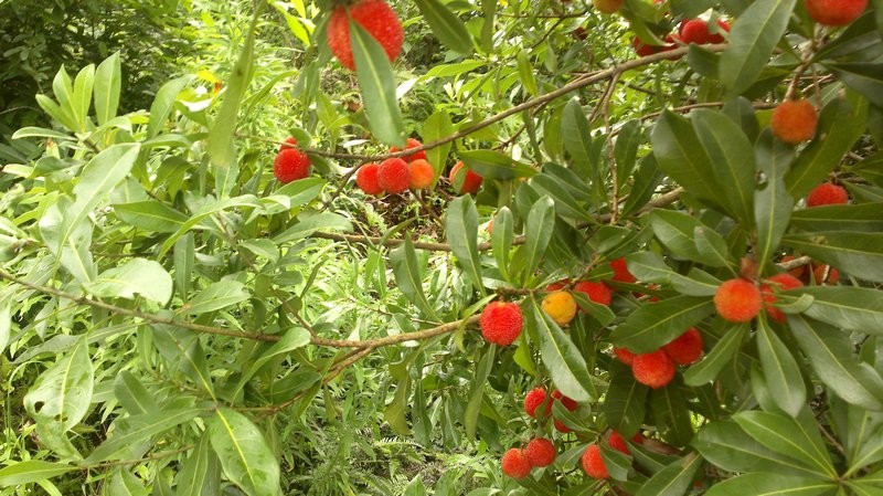 201206231068.jpg