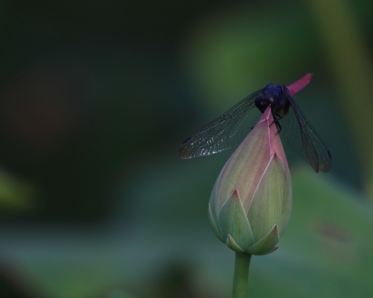 BI0E4716.JPG