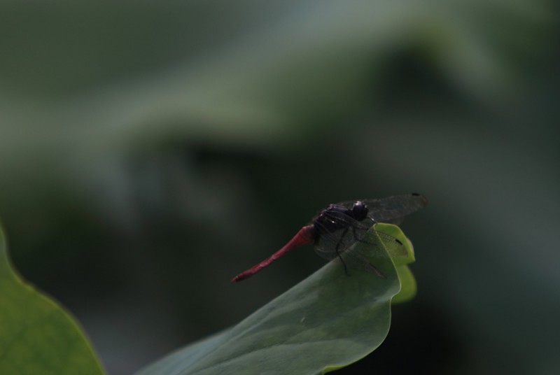 BI0E4711.JPG
