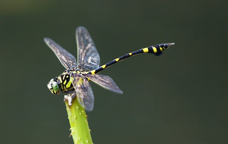 408C7448a.jpg