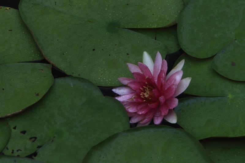 BI0E5049.JPG