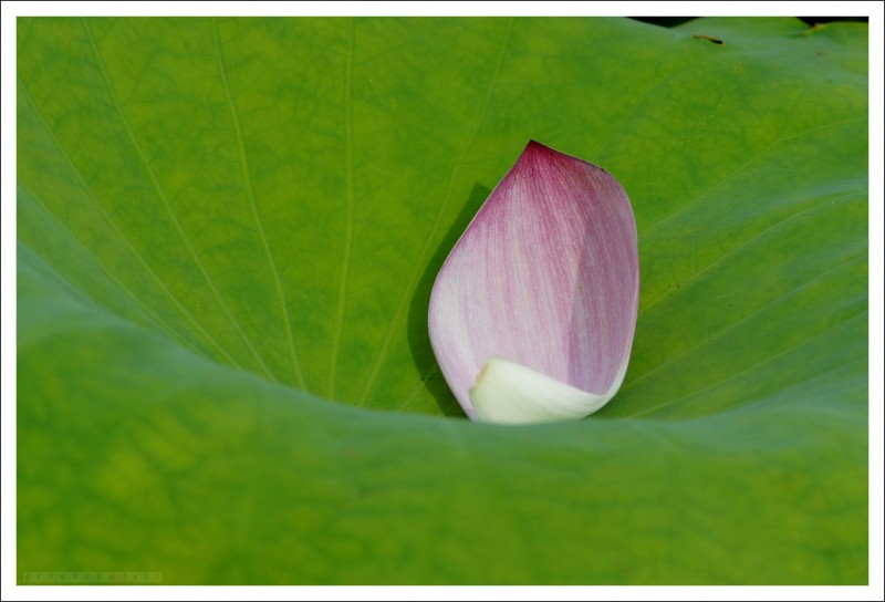 DSC04249_cr.jpg
