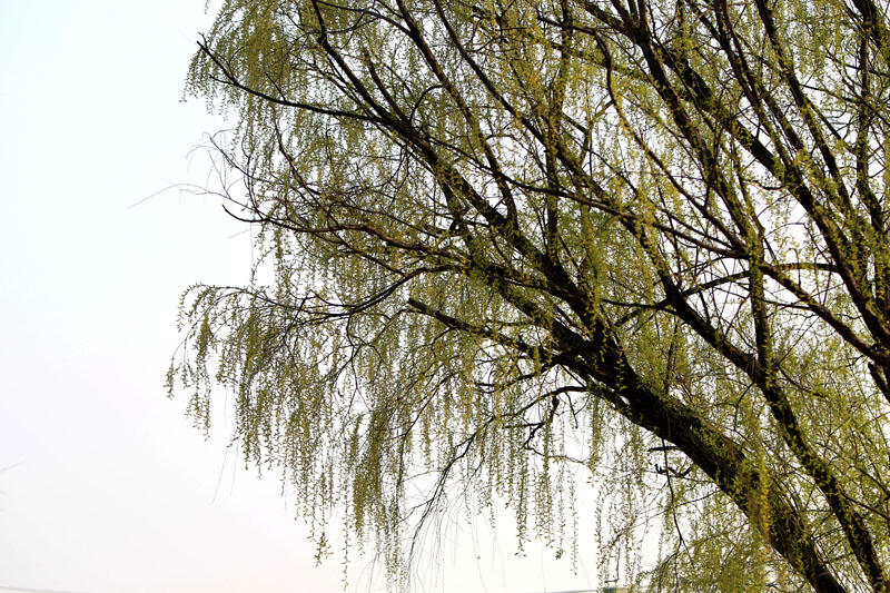 BI0E0432.JPG
