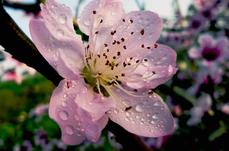 桃花2.jpg