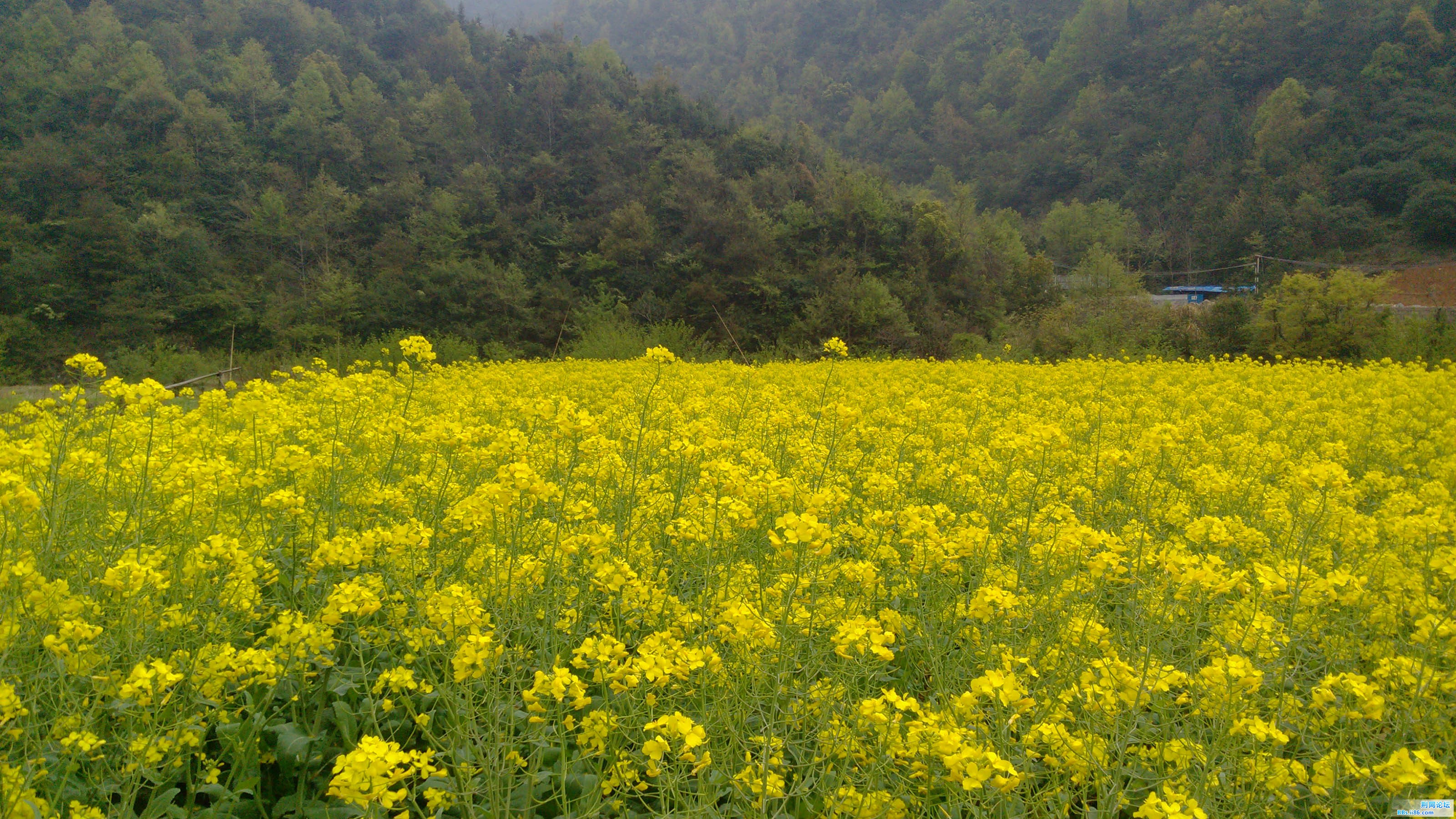 油菜花