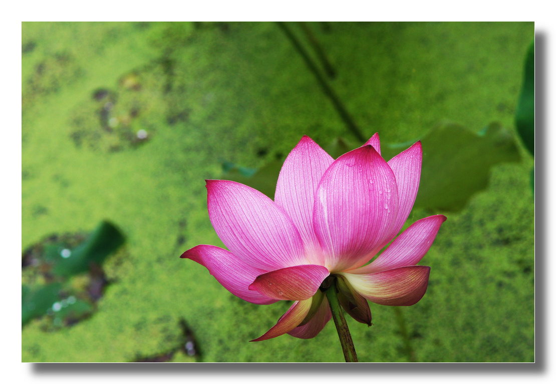 DSC08285_cr.jpg