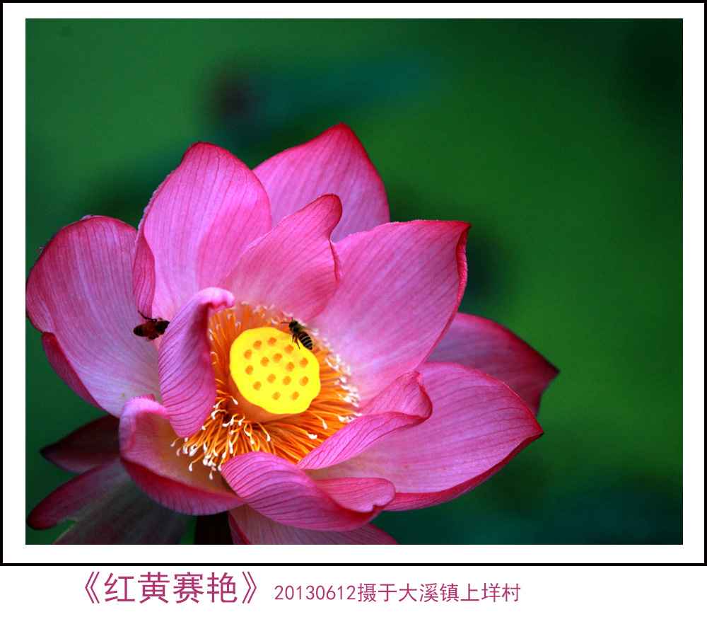 《红黄赛艳》(BI0E3966).jpg
