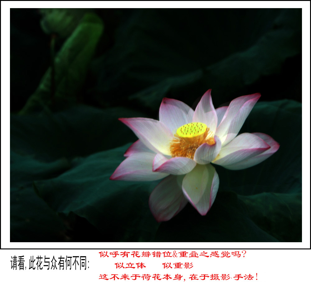 立体荷花(BI0E6081).JPG