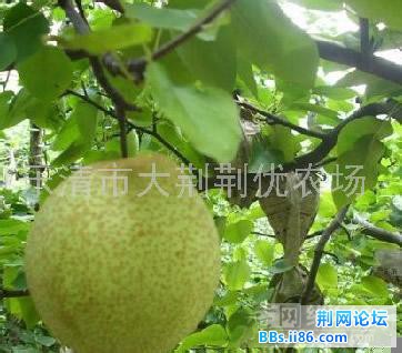 蒲瓜梨.jpg