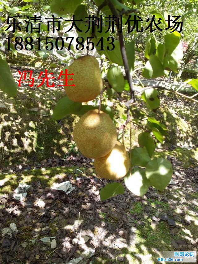 2013.9.14蒲瓜梨开摘了1.jpg