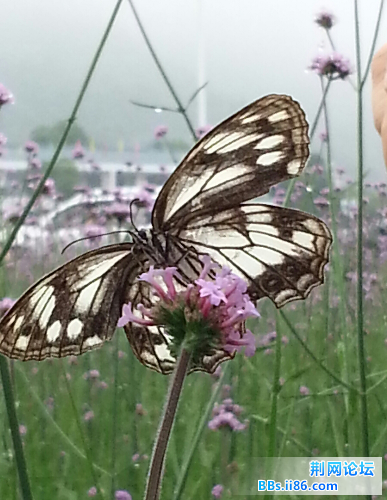 20140601_141153-1.jpg