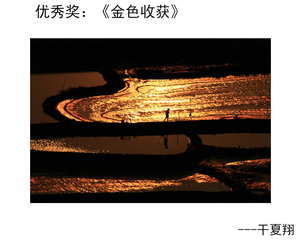 优秀奖：《金色收获》---干夏翔.JPG