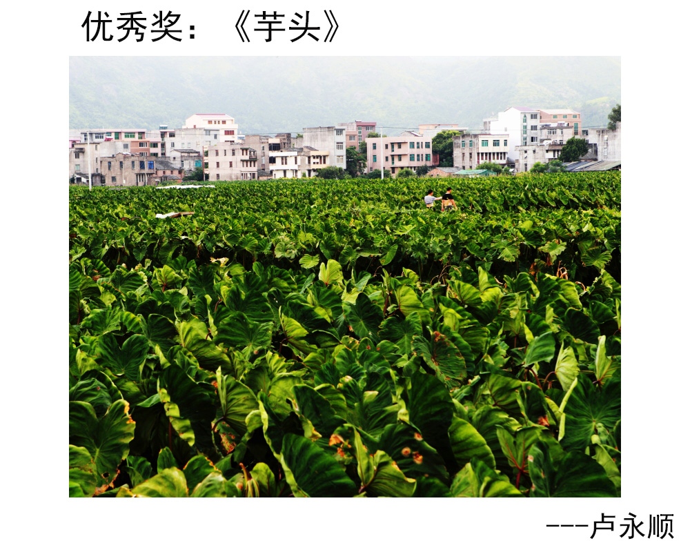 优秀奖：《芋头》---卢永顺.JPG