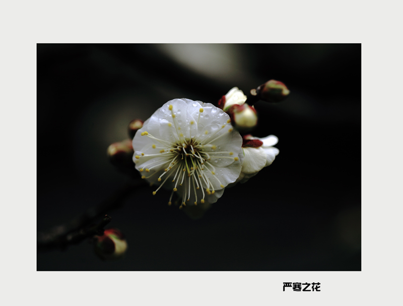 白梅1.jpg